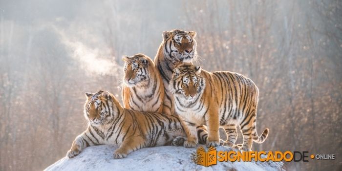 soñar con ser atacado por tigres