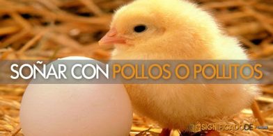 soñar con pollos o pollitos