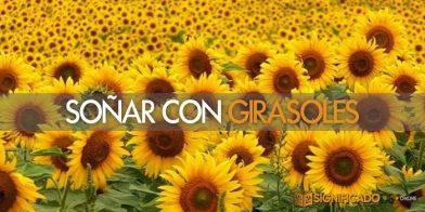 soñar con girasoles