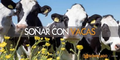 soñar con vacas