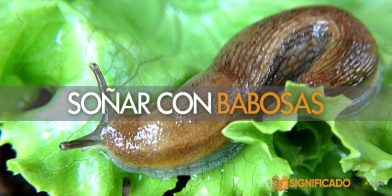 soñar con babosas