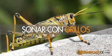 soñar con grillos