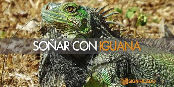 soñar con iguana