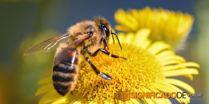 soñar con abejas sobre flores