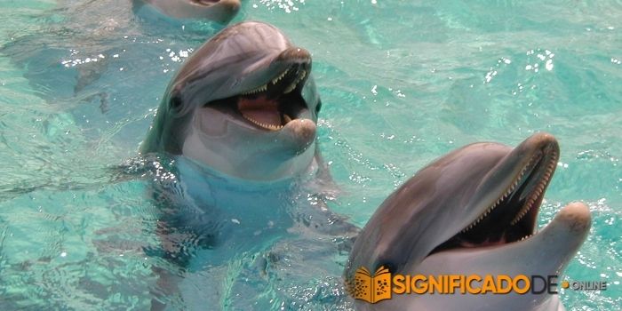 soñar que nadas con delfines