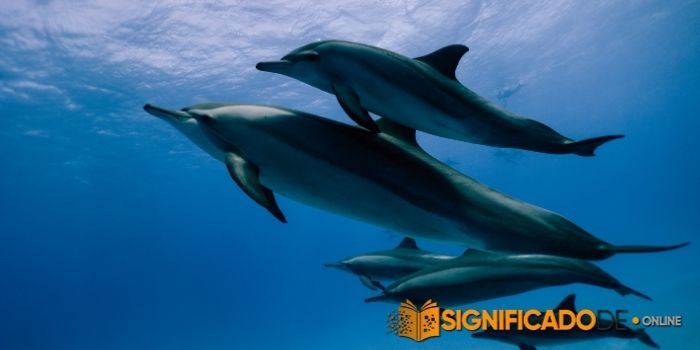 soñar con delfines nadando en el mar