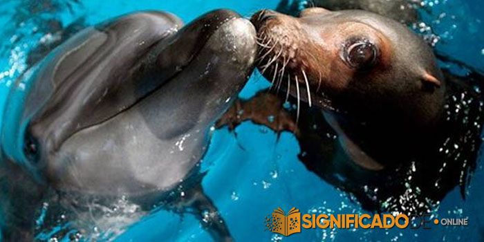 soñar con focas y delfines